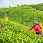 15979547 female worker at tea plantation nuwara eliya sri lanka