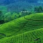 about nuwara eliya 1