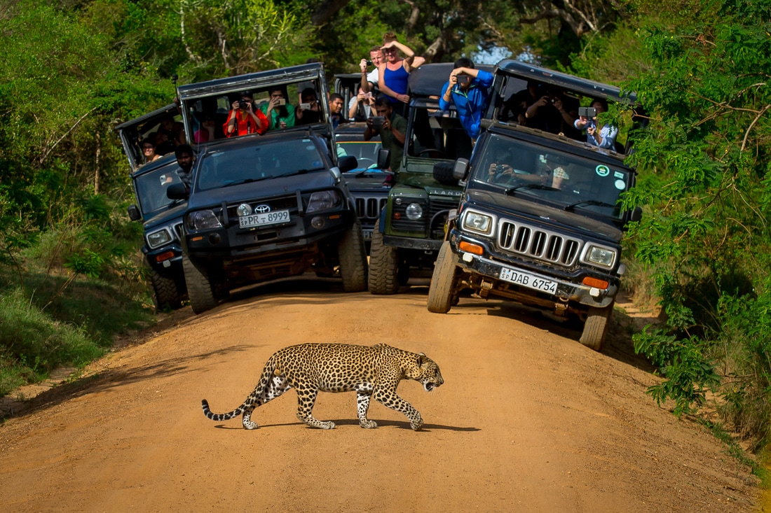 istock leopard jeeps 591442152 4 orig