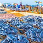 negombo fish market tour