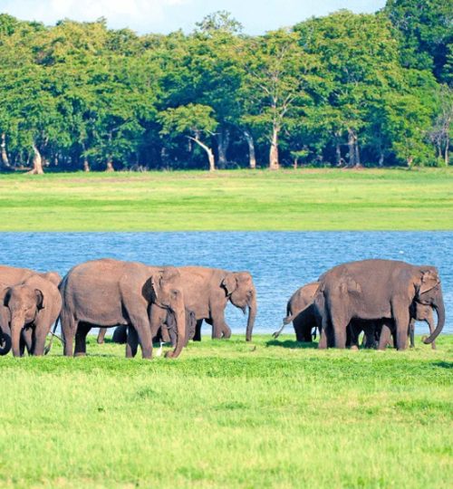 minneriya national park 2