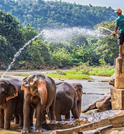 pinnawala elephant orphanage 2