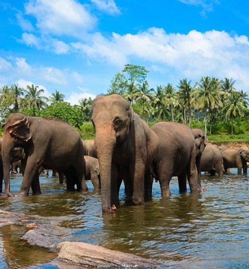 pinnawala elephant orphanage