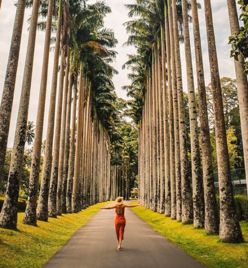 royal botanic gardens, peradeniya 1