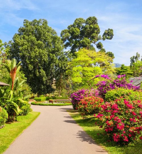 royal botanic gardens, peradeniya 2