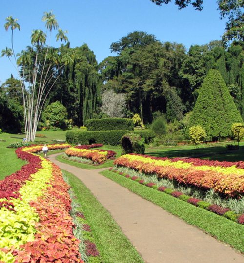 royal botanic gardens, peradeniya