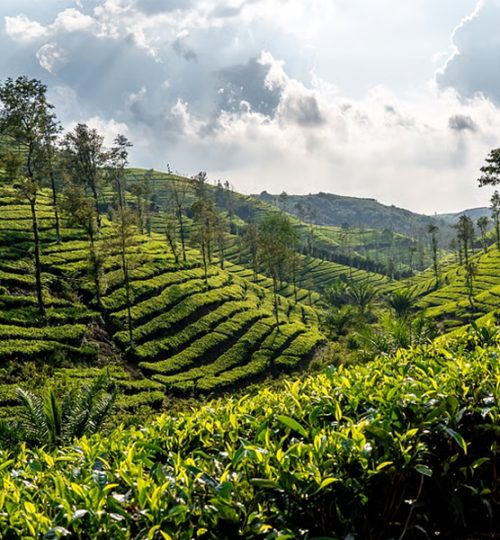 tea plantations 1