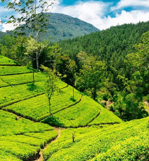 tea plantations 3