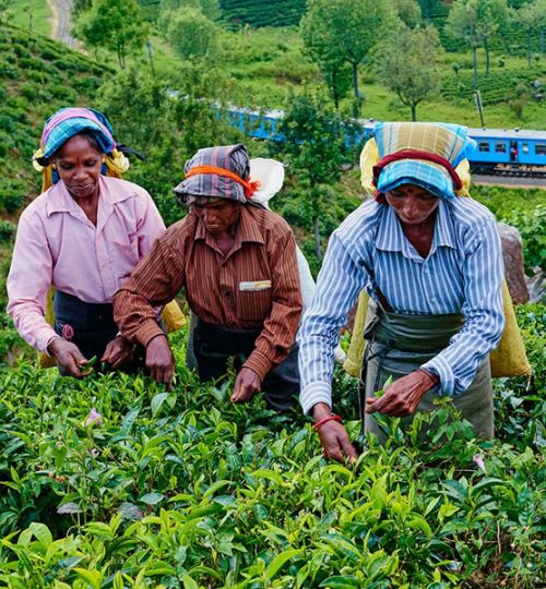 tea plantations