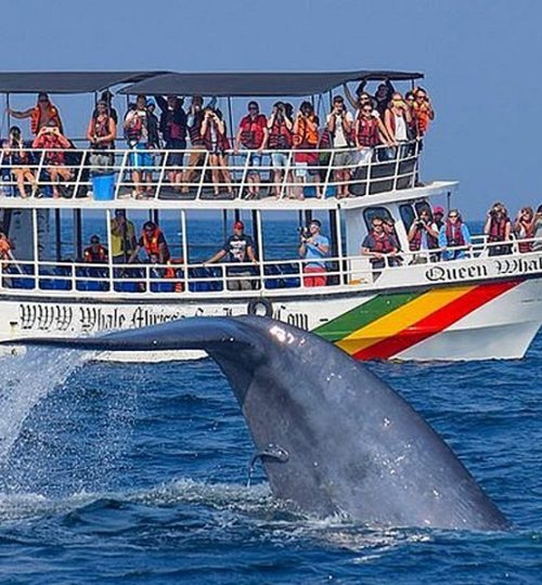 whale watching – mirissa