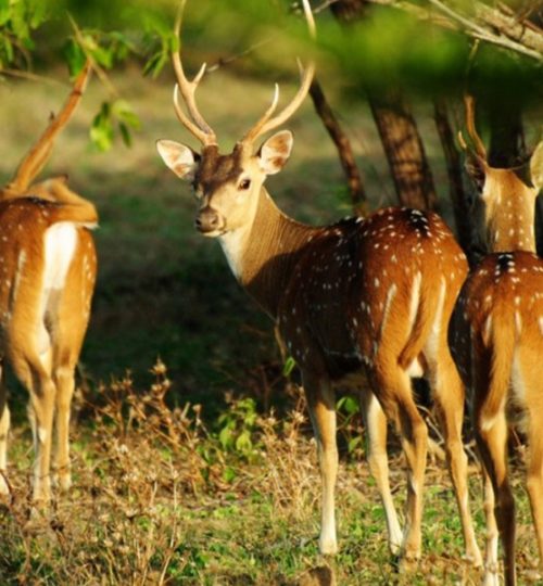wilpattu national park 1