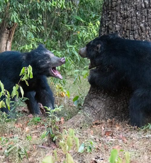 wilpattu national park 2
