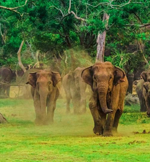 wilpattu national park 3