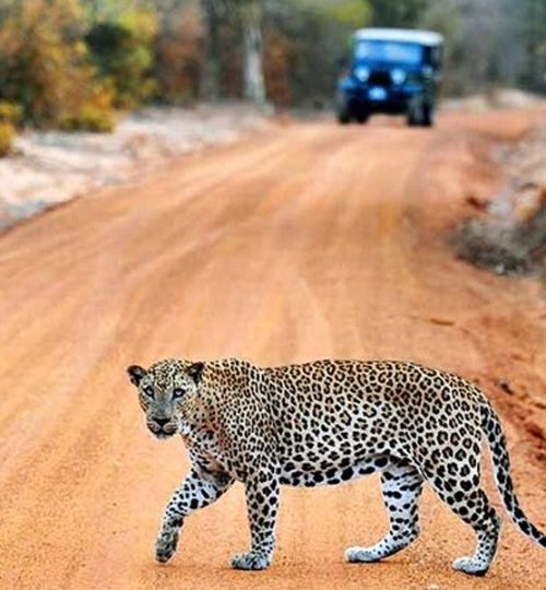 wilpattu national park